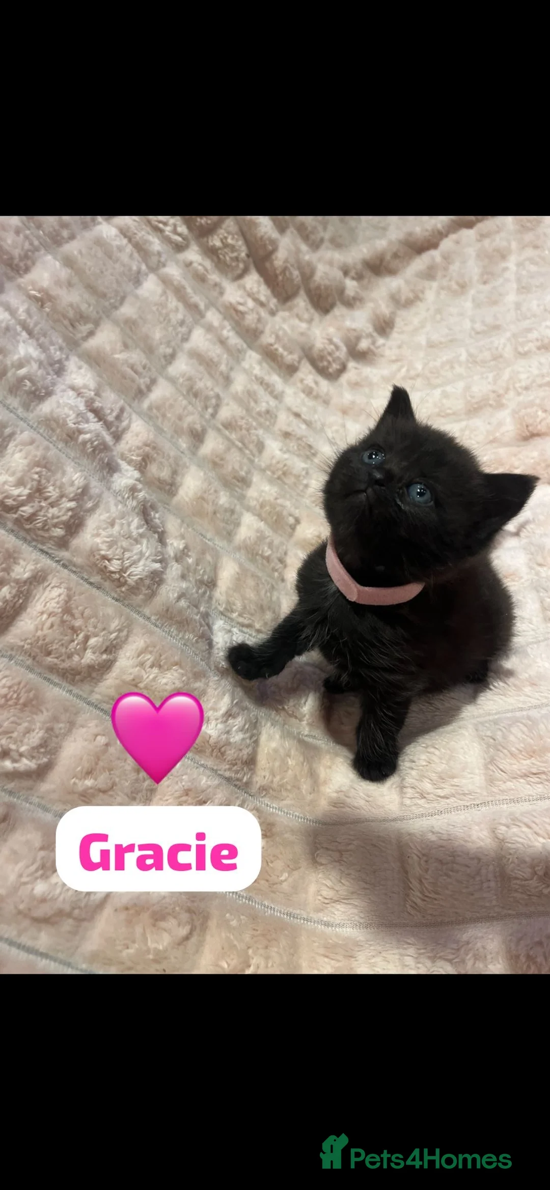 British Shorthair cats for sale: Beautiful British shorthair cross kittens🩵🩷 - Advert 30