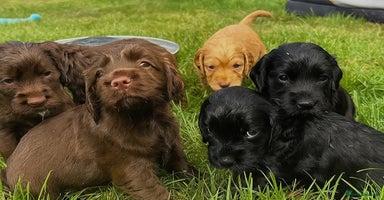 Cocker Spaniel dogs - Advert 6
