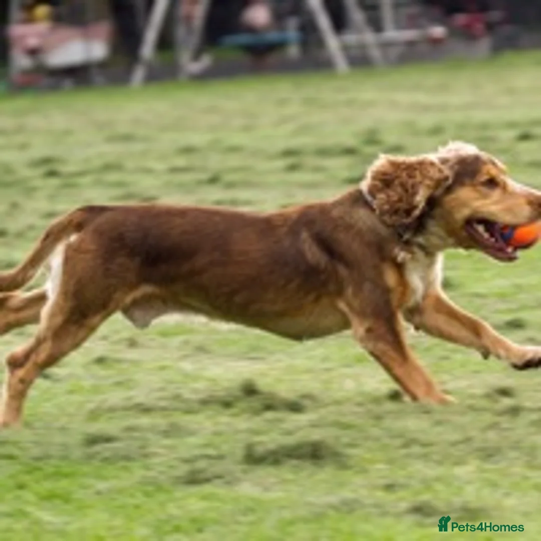 Cocker Spaniel dogs for stud: Cocker Spaniel Chocolate Sable for stud in Bedford - Advert 3