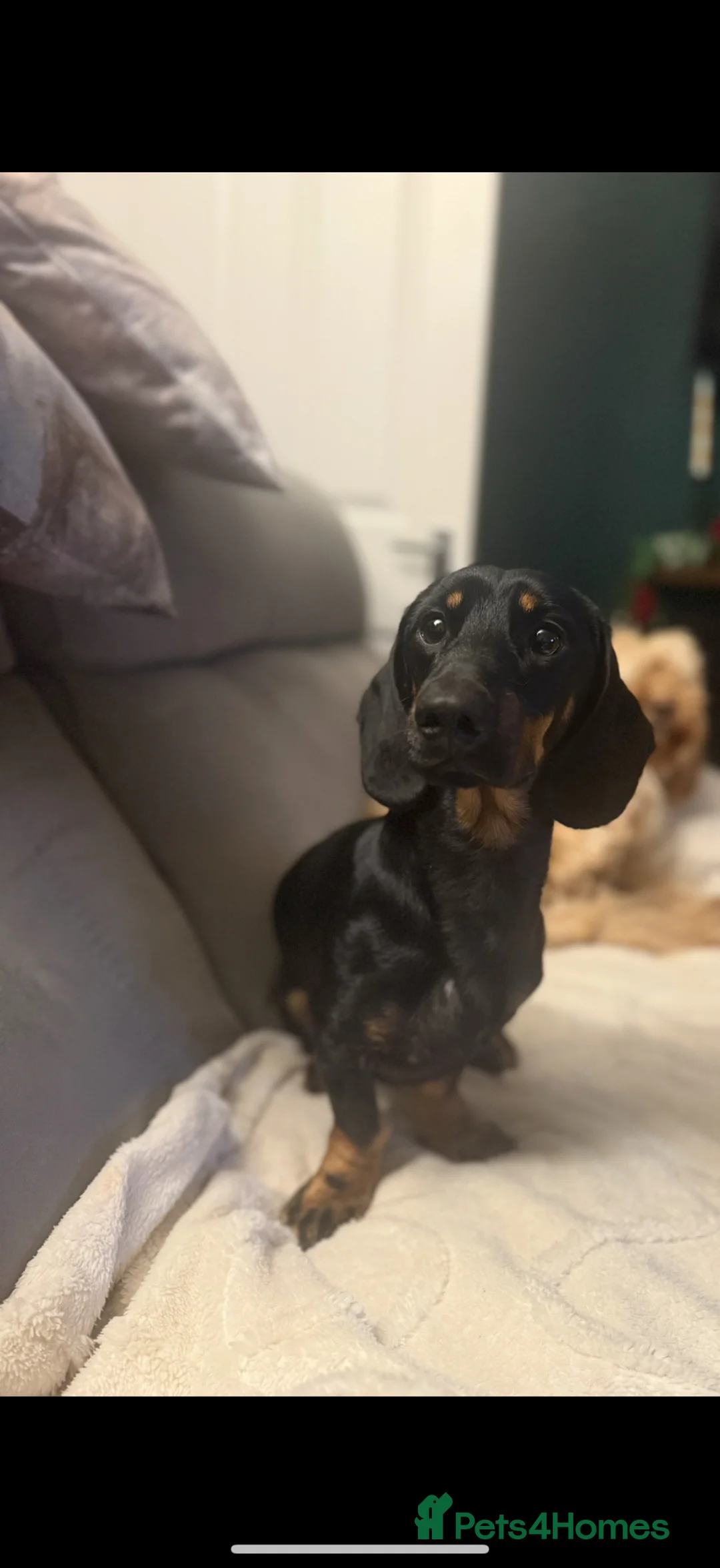 Dachshund dogs for sale: Male Dachshund for sale  - Advert 1