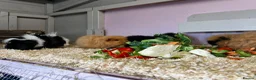 Guinea Pig rodents for sale: Ginger Swiss Retired Sow  - Advert 8