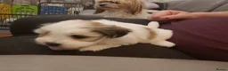Mixed Breed dogs for sale: Lhasa Apso x Maltese puppies known as Kyi-Leos - Advert 5