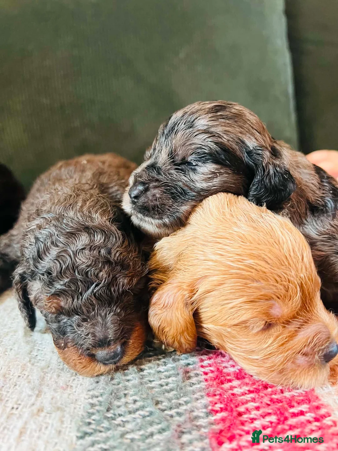 Cockapoo dogs for sale: Rare Cockapoo Puppies - Advert 1