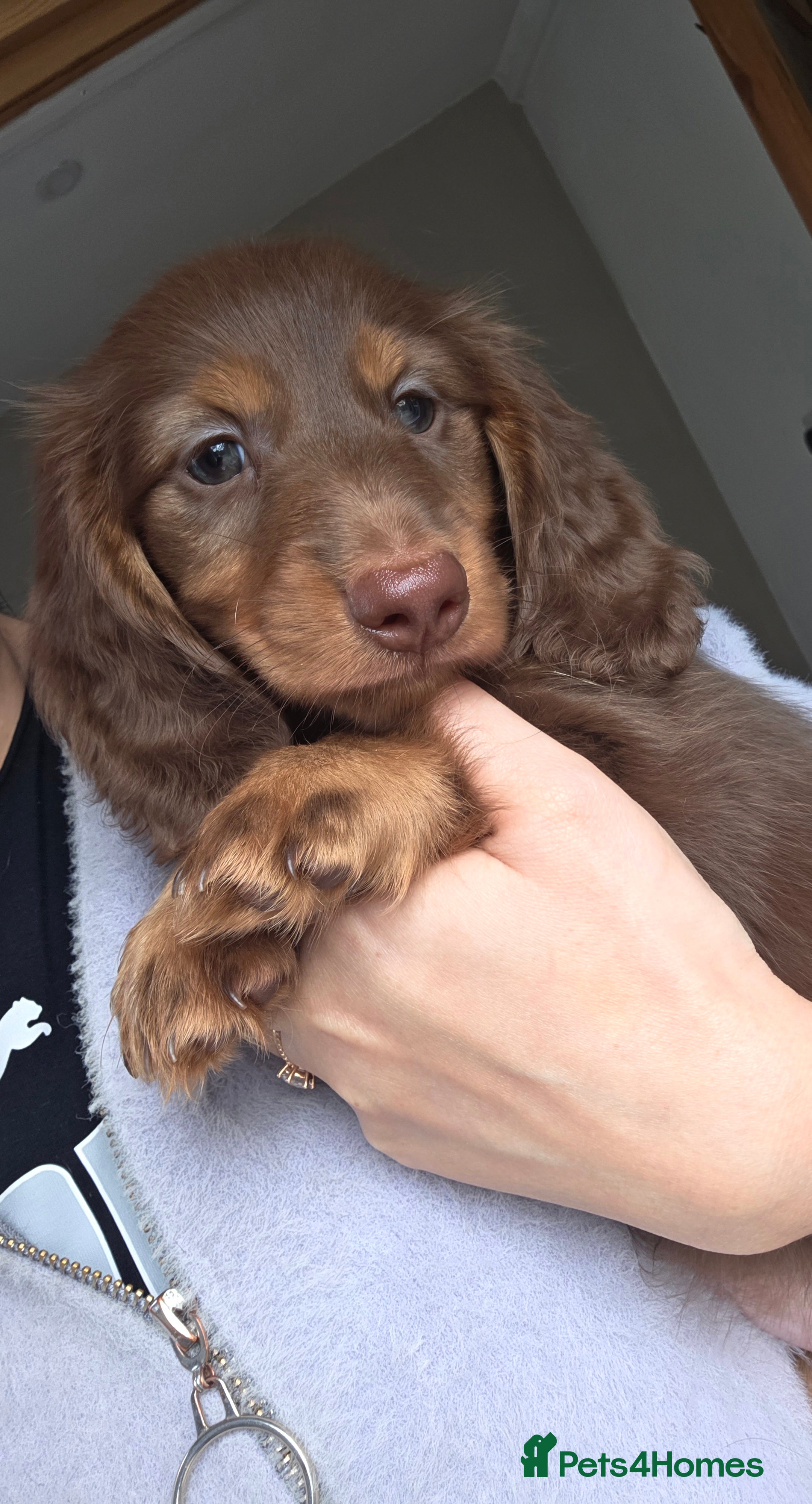 Miniature Dachshund dogs Miniature  Dachshund  - Advert 1