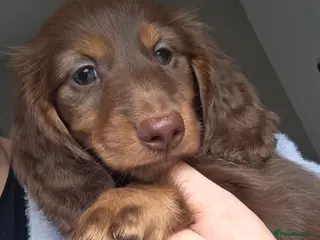 Miniature Dachshund dogs Miniature Dachshund - Advert 1