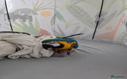 Macaws birds for sale: Female BNG MAcaw - Image 8