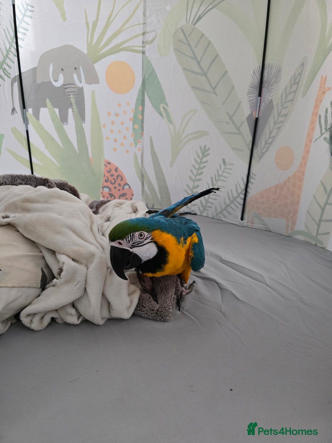 Macaws birds for sale: Female BNG MAcaw - Image 8