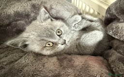 British Shorthair cats for sale: British short hair little girl  - Image 2