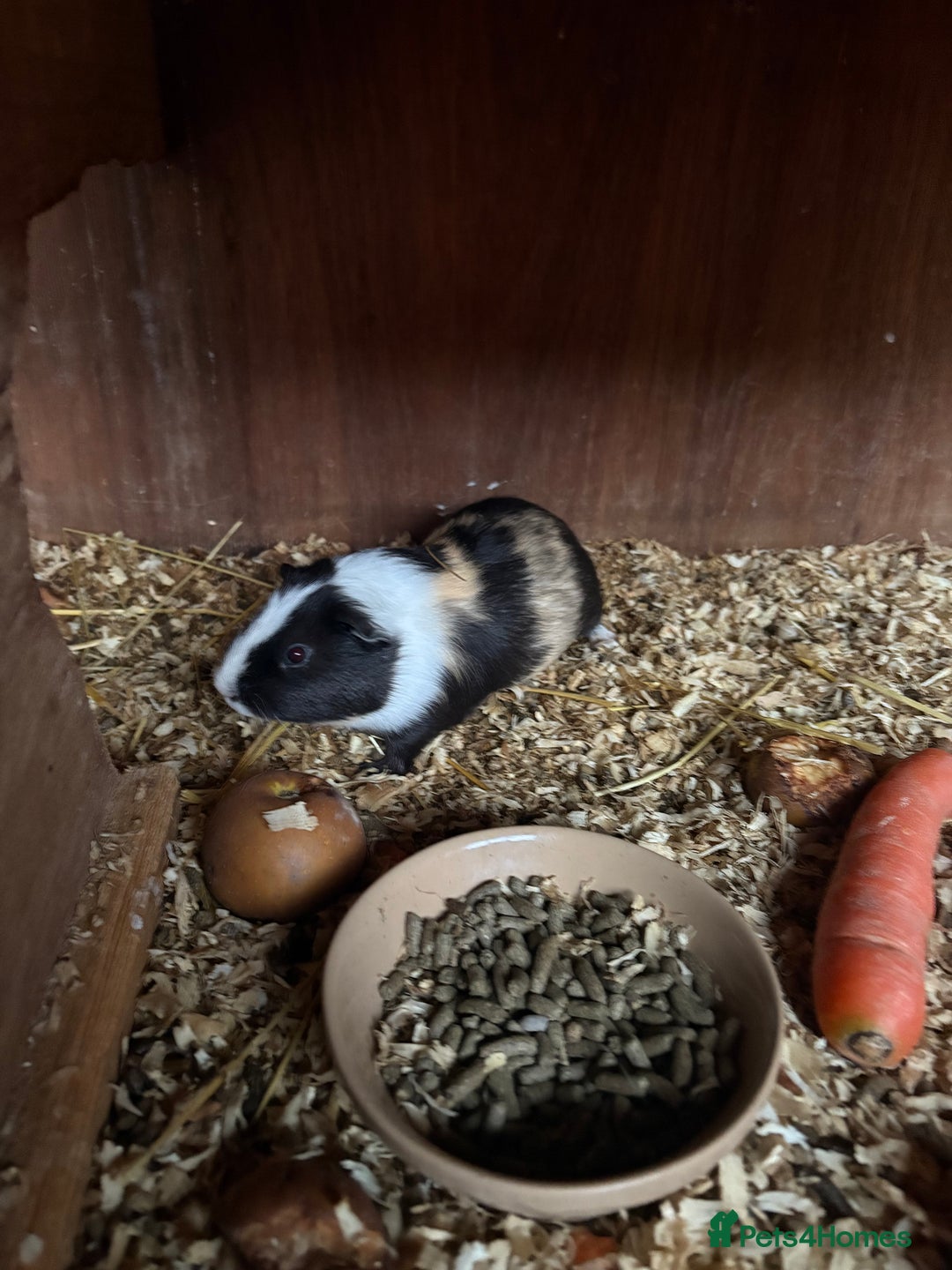 Guinea Pig rodents for sale: 2 male guinea pigs  - Image 2