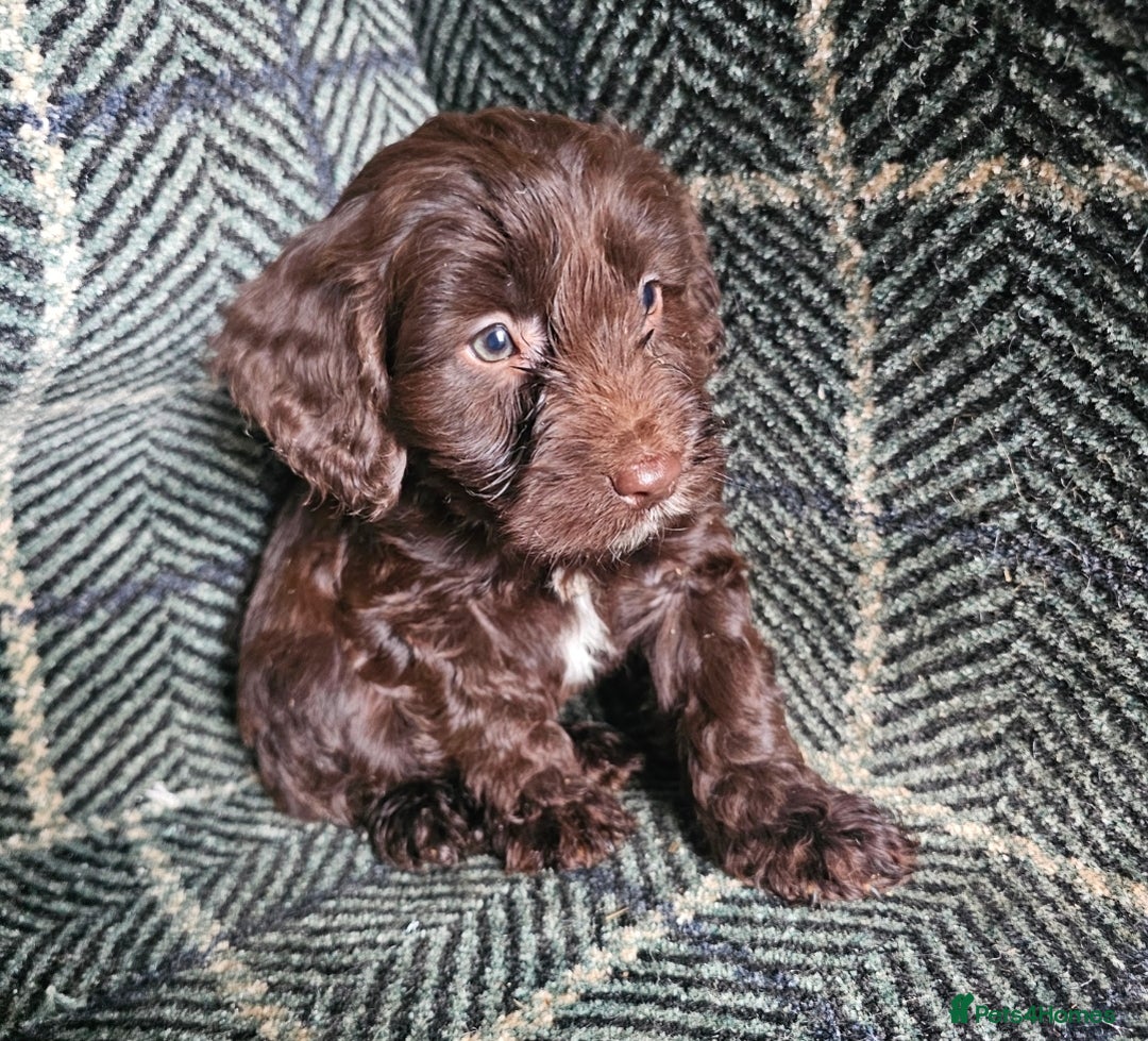 Cockapoo dogs for sale: Cockerapoo puppies F1 - Advert 6