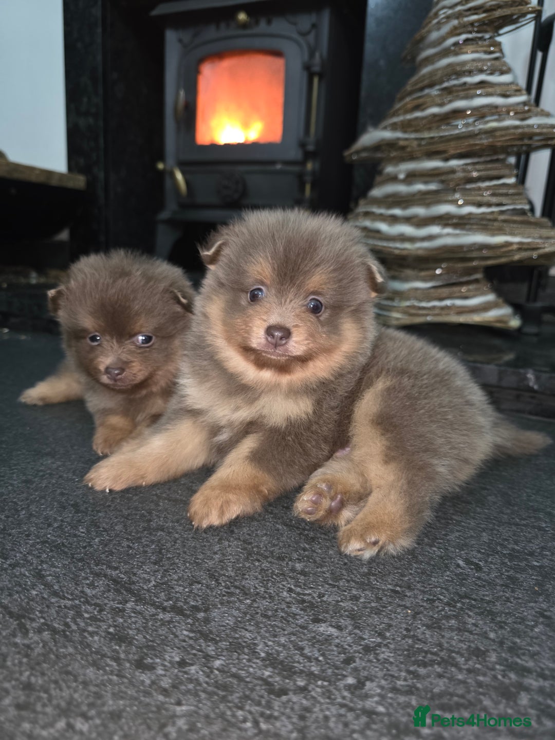 Pomeranian dogs for sale: Beautiful pomeranian puppies  - Advert 12