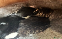 Mixed Breed cats for sale: 2 beautiful boy kittens for sale - Image 1