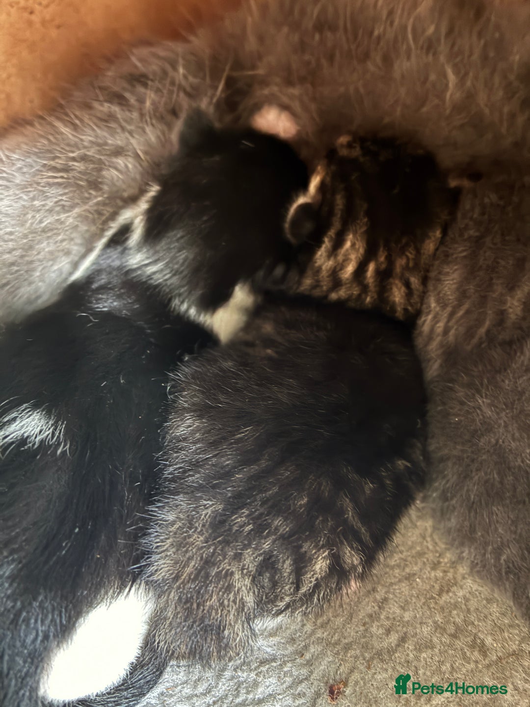 Mixed Breed cats for sale: 2 beautiful boy kittens for sale - Image 1