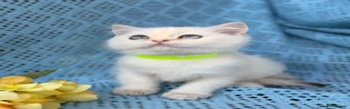 British Shorthair 4