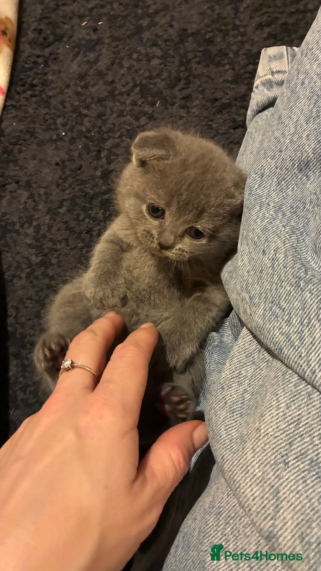 Scottish Fold cats for sale: 6 beautiful Scottish fold kittens - Advert 15
