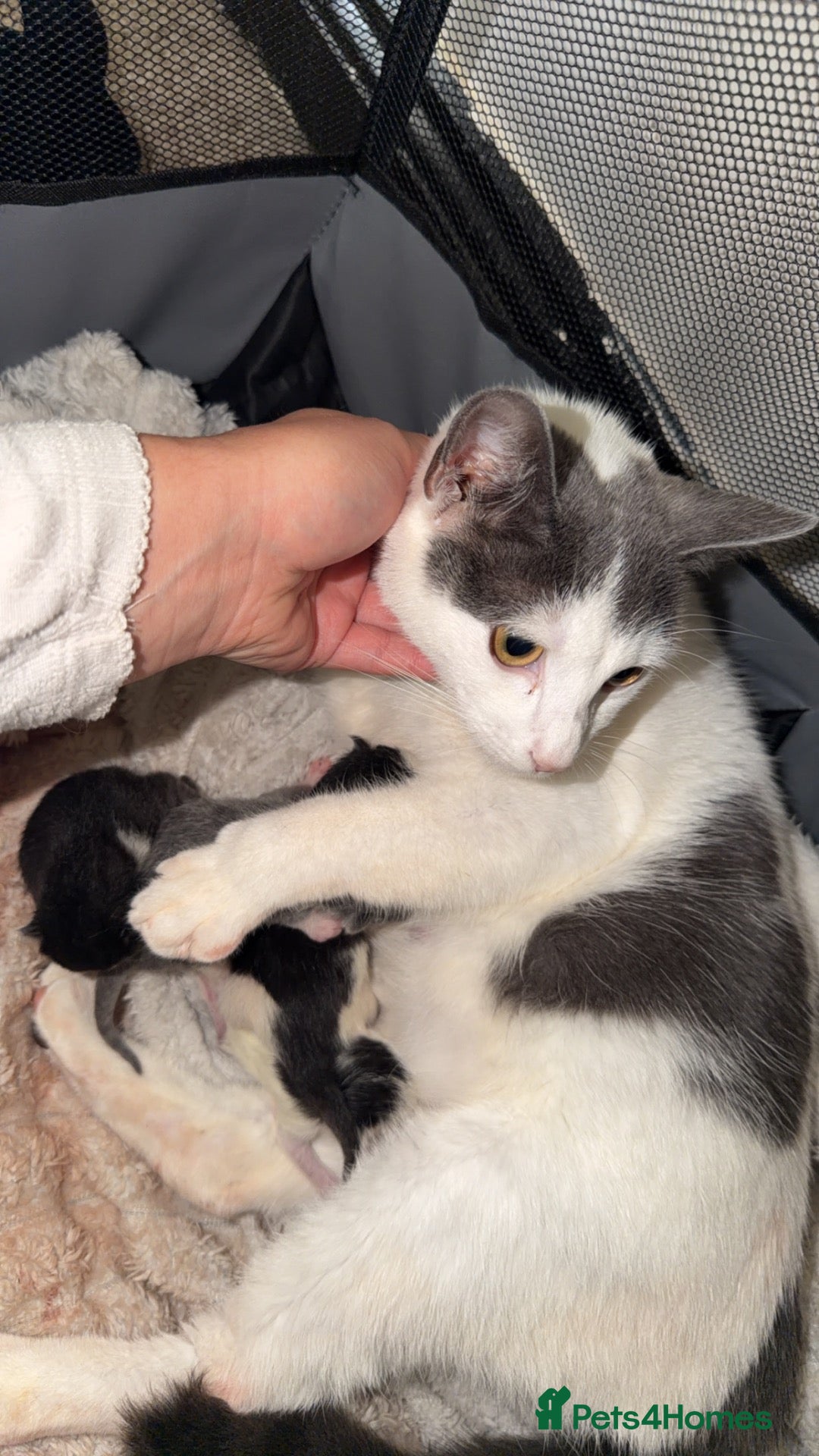 Mixed Breed cats Kittens - Advert 5