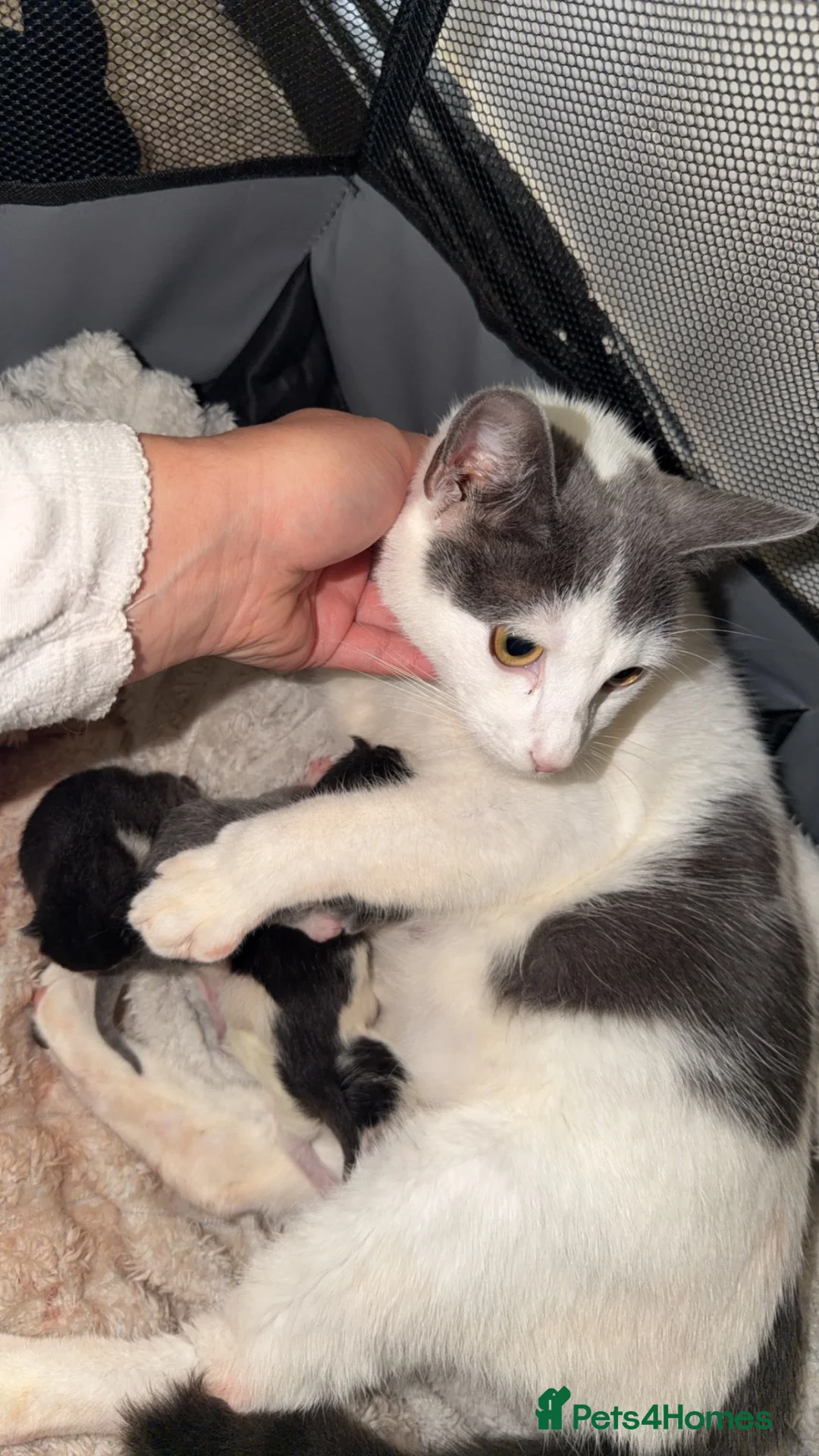 Mixed Breed cats for sale: Kittens in Congleton - Advert 1