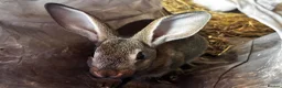 Mixed Breed rabbits for sale: 2 Belgian hare x english spot  - Advert 2