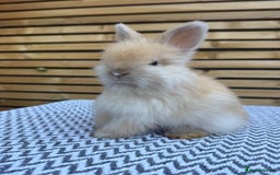 Angora rabbits for sale: Full Face English Angora’s  - Image 6