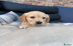 Golden Retriever dogs for sale: 5⭐️ Golden Retriever Puppies - Ready Soon ❤️🐶 - Image 22