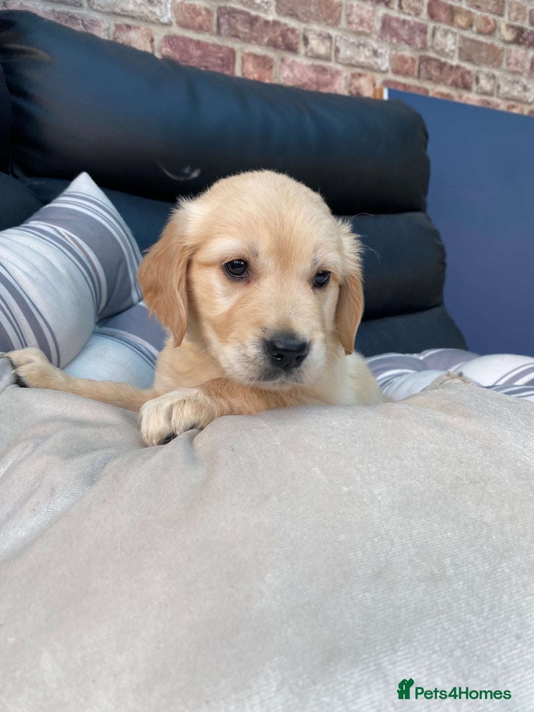 Golden Retriever dogs for sale: 5⭐️ Golden Retriever Puppies - Ready Soon ❤️🐶 - Image 22