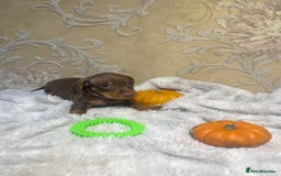 Dachshund dogs for sale: Dachshund Miniature  - Image 35