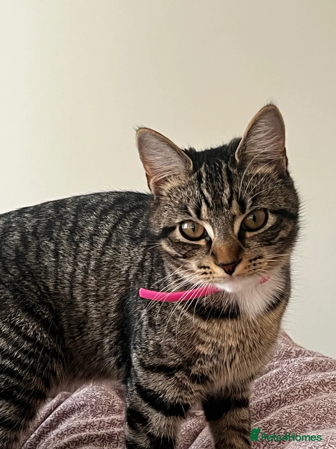 Domestic Shorthair cats for sale: Kittens for Sale  - Advert 5