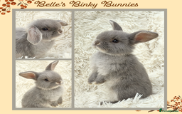 Mini Lop rabbits for sale: 🧡 Beautiful Baby Mini Lop Doe 🧡 Reserve Now 🧡 - Image 1