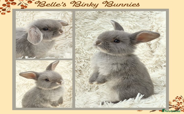 Mini Lop rabbits - Advert 8