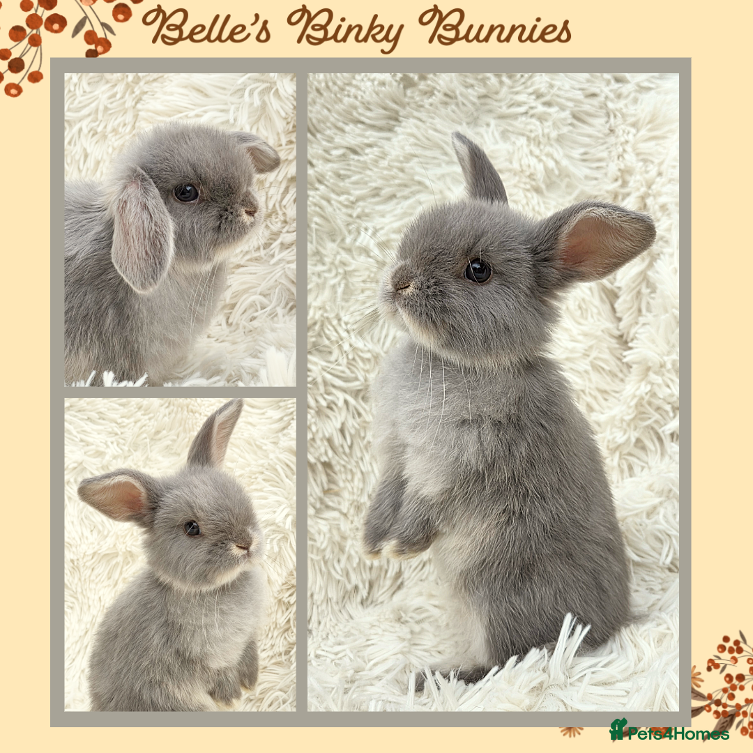 Mini Lop rabbits for sale: 🧡 Beautiful Baby Mini Lop Doe 🧡 Reserve Now 🧡 - Image 1