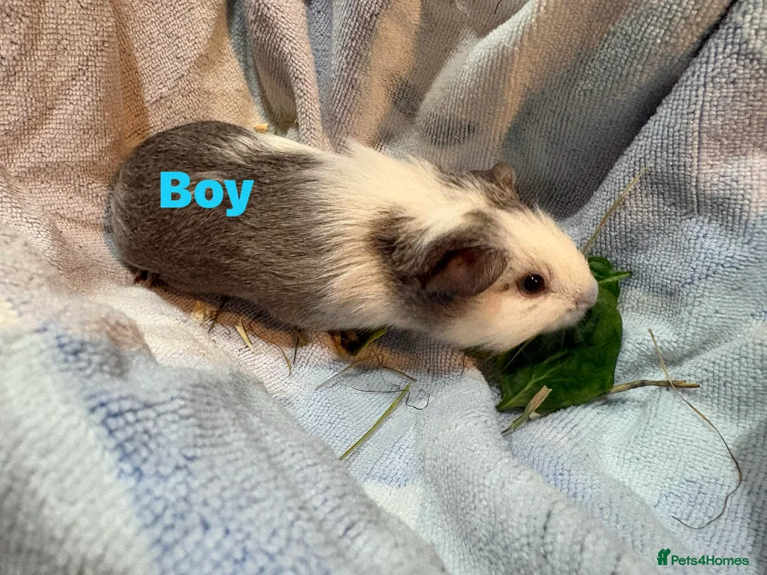 Guinea Pig rodents for sale: Ready to leave - Male & Female Guinea pigs  - Advert 11