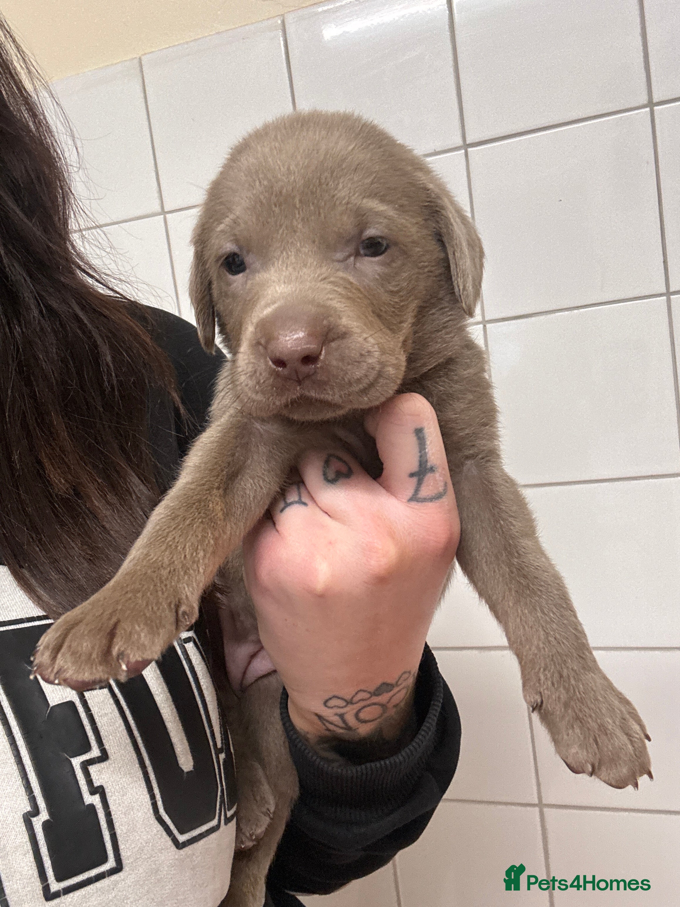 Labrador Retriever dogs for sale: KC registered Silver Labrador puppies  - Advert 7