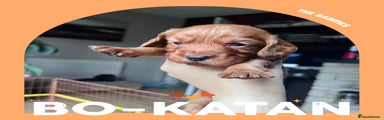 Bo-katan