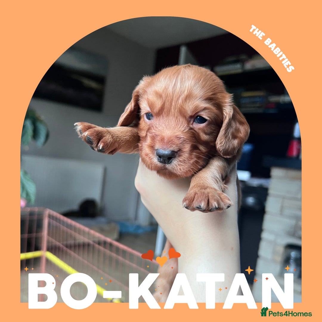 Cocker Spaniel dogs for sale: Working Cocker Spaniels Puppies for sale  - Advert 11