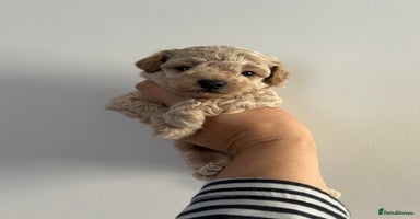 Maltipoo dogs - Advert 12