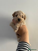 Maltipoo dogs - Advert 7