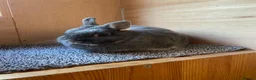 Netherland Dwarf rabbits for sale: Beautiful Blue Otter Netherland Dwarf Rabbit  - Advert 2