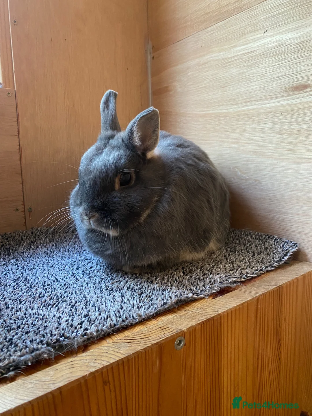Netherland Dwarf rabbits for sale: Beautiful Blue Otter Netherland Dwarf Rabbit  - Advert 2