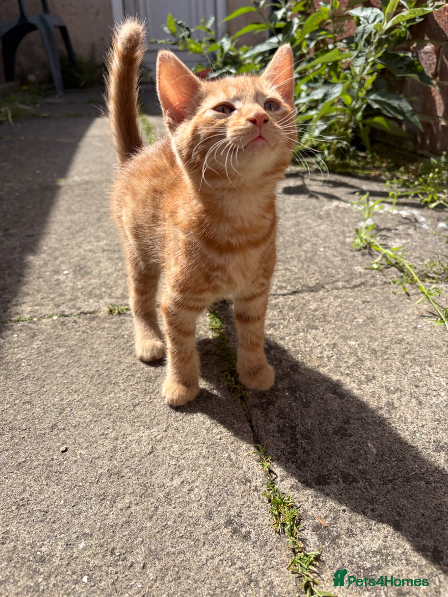 Mixed Breed cats for sale: Beautiful litter of kittens - Advert 3