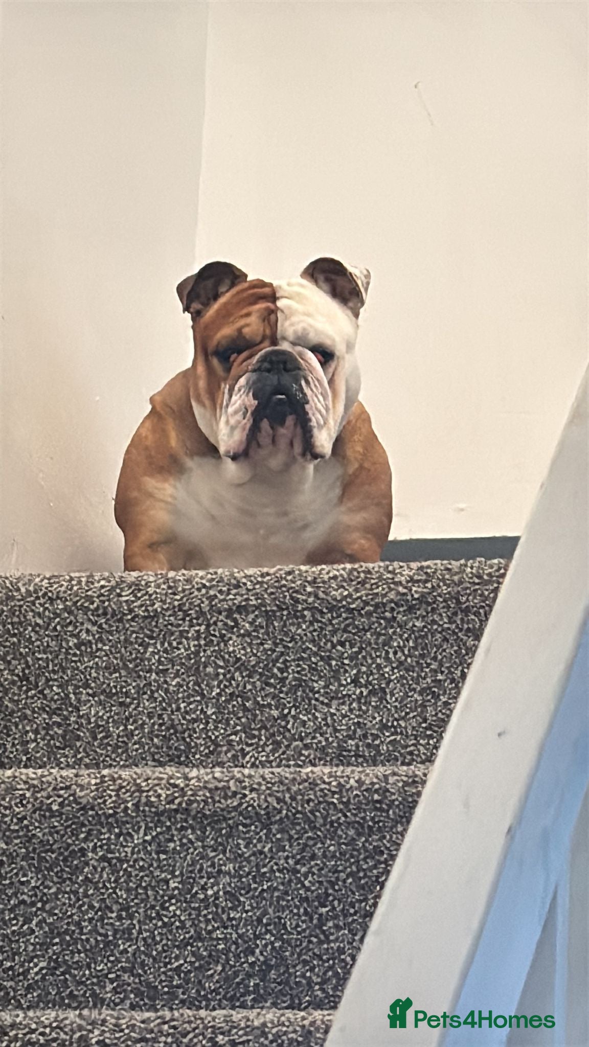 English Bulldog dogs English bulldog for sale - Advert 1