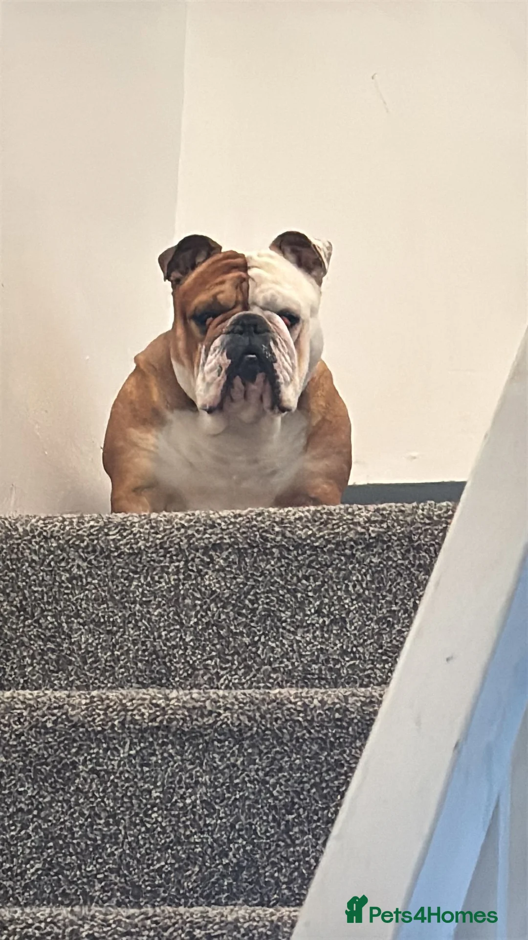 English Bulldog dogs for sale: English bulldog for sale - Advert 1