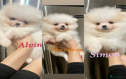 Pomeranian dogs for stud: HIGH QUALITY HEALTH TESTED POMERANIAN BOY FOR STUD in Leeds - Image 16