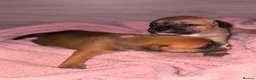 Staffordshire Bull Terrier dogs for sale: KC Staffordshire Bull Terrier in Ipswich - Advert 4