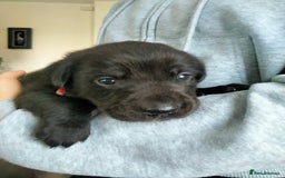 Labrador Retriever dogs for sale: KC Registered Labrador Retriever Puppies in Ross-on-Wye - Image 7