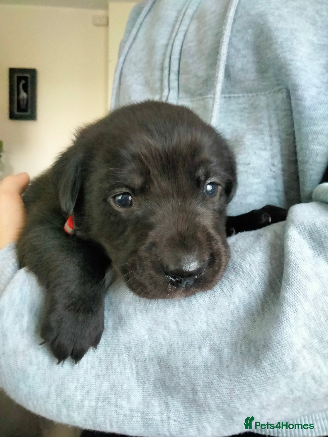 Labrador Retriever dogs for sale: KC Registered Labrador Retriever Puppies in Ross-on-Wye - Image 7