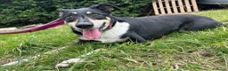 Mixed Breed dogs for adoption: Lottie - Norwich Norfolk  in Norwich - Advert 7