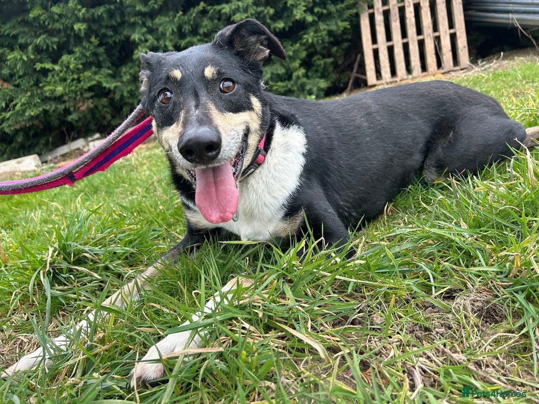 Mixed Breed dogs for adoption: Lottie - Norwich Norfolk  in Norwich - Advert 7