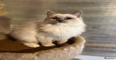 Ragdoll cats - Advert 2