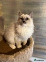 Ragdoll cats - Advert 1