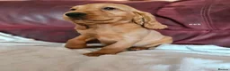 Cocker Spaniel dogs for sale: Cocker Spaniels Ready Now!!!!! - Advert 19